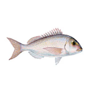 Product image 50