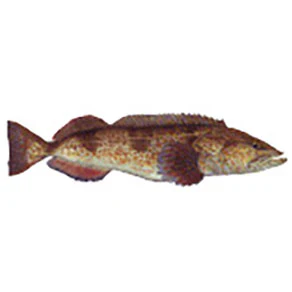 Product image 58